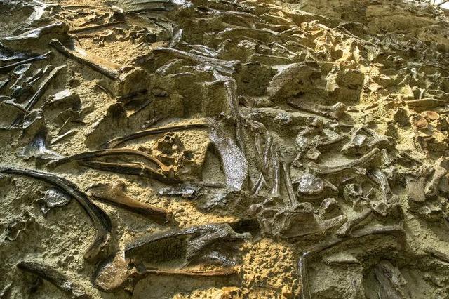 “龙”游诸城，诸事皆成