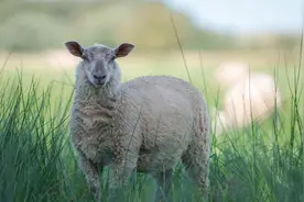 羊的下巴肿是什么病？用什么药？本文为您总结好了！图片