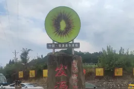 “真甜！”我所知道的一些关于苍溪/东溪猕猴桃过去和现在的故事图片