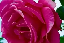 一个男人忍住不联系，却忍不住不想你的原因，只有这一个图片