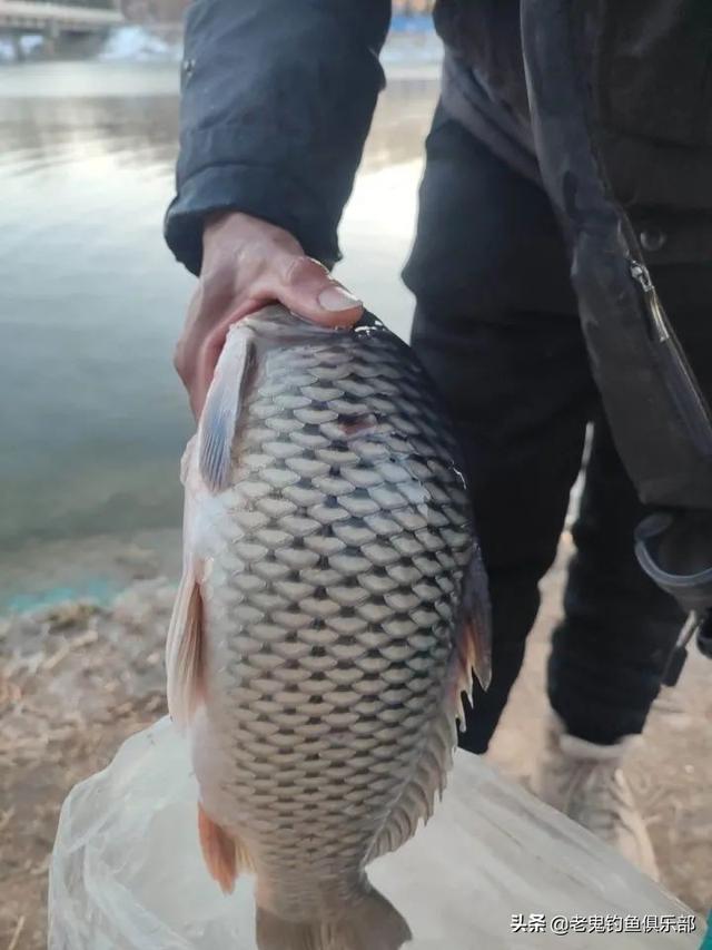 北京上庄水库擒大鲤！过足瘾