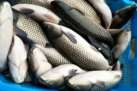 草鱼一次产138万粒卵，爱吃自己的粪便，为何野生草鱼极其少见？图片