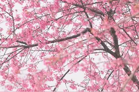#成都生活#岁末，青龙湖的冬樱花争相开放，一簇簇粉红的冬樱花缀满枝头，为寒冷的冬日里带来了一丝暖意。图片