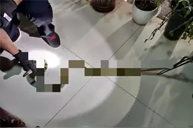 河南一村庄出现“群蛇围村”，蛇类频繁集体出动，是好事吗？图片