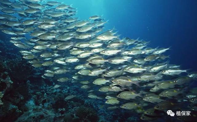 鱼蛋白假货多！鱼蛋白鱼龙混杂、价格差别大！教你轻松识货不走眼