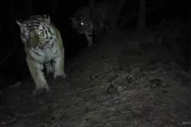 同框入镜！这对东北虎“恋爱啦”！图片