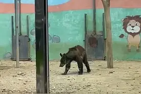 泰安一动物园黑熊太瘦还被暴晒？园方：换毛期显瘦图片