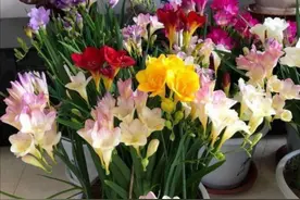 16种漂亮的花，被称为冬天的“开花小机器”，又美又香，关键好养图片