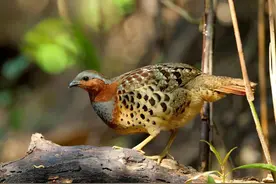 来认识一下自然界中叫声最响、战斗力最强，而身体最小的一种野鸡图片