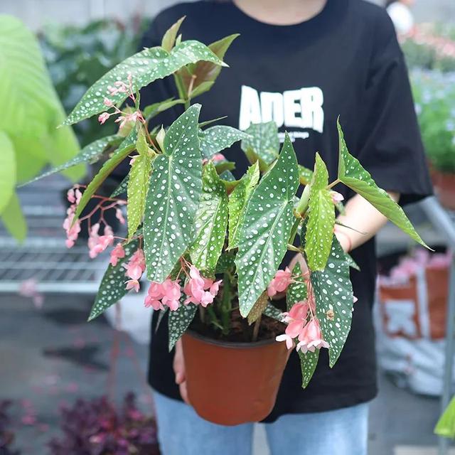 爆火的网红植物"白冰秋海棠",清新俏丽,耐阴又好养