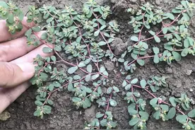 在农村有1种“见血愁”，过于矮小被踩踏，其实十分珍贵，也稀少图片