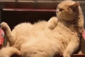 《老公使用说明手册》！哈哈哈哈哈哈……笑不活了图片