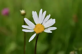 当你老了，躺在病床上才明白：世上最亲的，只有两个人图片