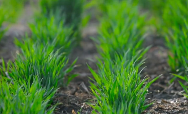 小麦春季长势慢，如何促进早返青？2个方法要掌握