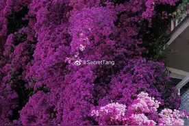 5层楼高的三角梅瀑布！这些小众打卡点，美爆了图片