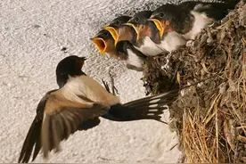 燕子喜欢和人类一起居住，还会看风水挑选好人家筑巢，真的吗？图片