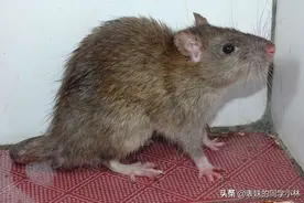 我国常见的五种老鼠图片