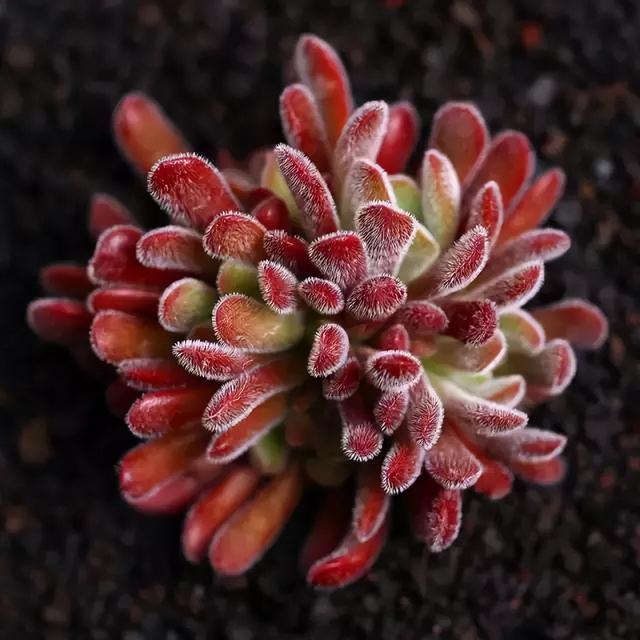 270种常见多肉图谱，一分钟认全！