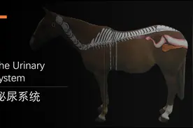 马的泌尿系统简述图片