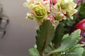宫灯长寿花终于开了，与众不同的就是稀罕图片