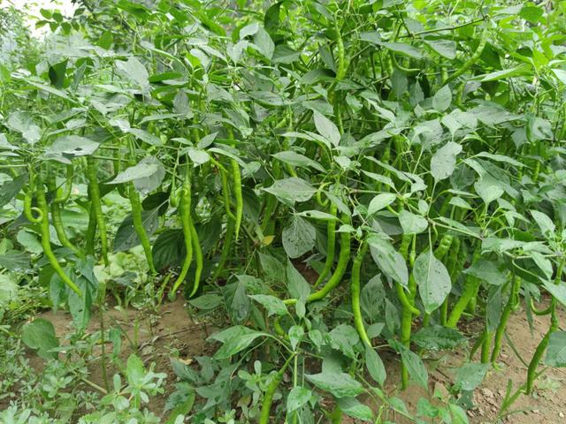 如何同时补充氨基酸、硼、钙三元素，提高蔬菜产量及品质？