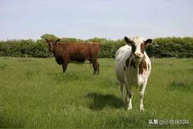 牛一天吃多少饲料合适？牛预混料配方明细表，赶紧来收藏学习图片