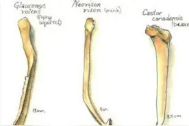 什么是“阴茎骨”？百万年前人类曾拥有！现在算进化还是退化了？图片