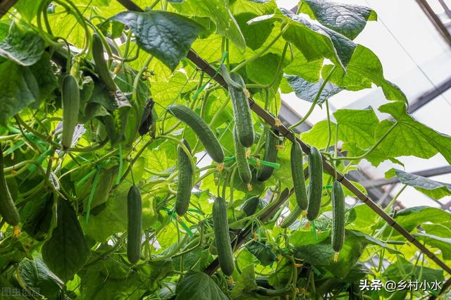 蔬菜生病只会喷农药？用这水浇一浇，蔬菜病害少，叶片油绿长势旺