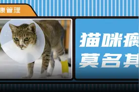 猫咪没受伤腿却瘸了，小心这种怪病图片