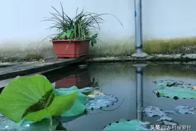 养兰花有没有花过冤枉钱？它既不是药也不是肥，却有很多人在使用图片