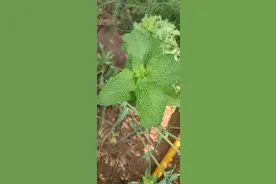 薄荷和十香菜的区别图片