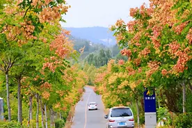 这些曾红极一时的“绿化树”，为啥被淘汰了？甚至当柴烧都被嫌弃图片