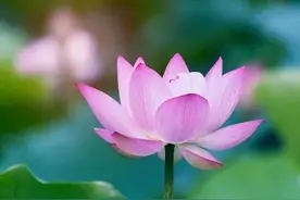 何为慈悲，怎样慈悲图片