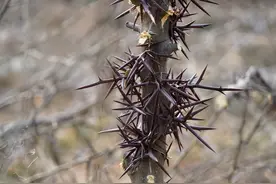 中药皂角刺，消肿排脓，内服可治多种癌症，外敷还可止癌痛图片