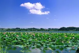 图说山东行；微山湖国家湿地公园（四）图片