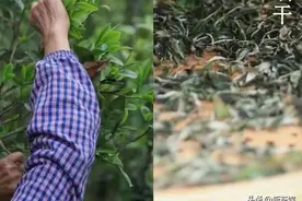 「刀哥说茶」十问云南白茶（二）图片