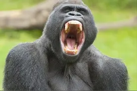 世界上咬合力前10动物排名，萌兽大熊猫上榜，第一名咬合力2.5吨图片