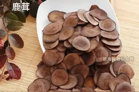 每天学习一味中药——鹿茸图片
