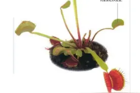 食虫植物都是怎么“吃”虫的？图片