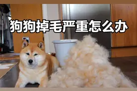 狗狗掉毛很严重怎么办，这个办法我不随便告诉别人！图片