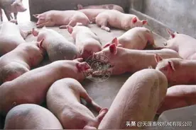 肥猪的出栏标准是什么呢？这样做长膘更快图片