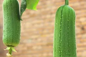 推荐7种耐热型蔬菜，越热越长，40度高温也不用遮阳图片