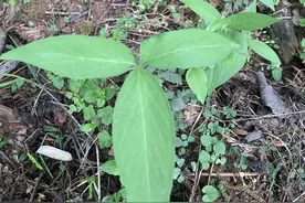 泰山植物之半夏图片