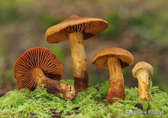 全世界最毒的十种蘑菇，中国最毒的蘑菇致命白毒伞上榜