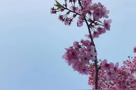 刷屏了！河南“最美樱花大道”，一路繁花等你图片