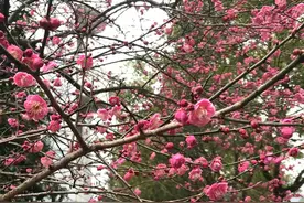 除夕夜、初一早，要吃什么？图片