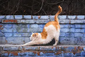 养猫这么久，你真的了解猫咪这些肢体语言是什么意思吗？图片