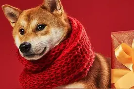 春节养狗禁忌！为了狗狗健康，别犯错了图片