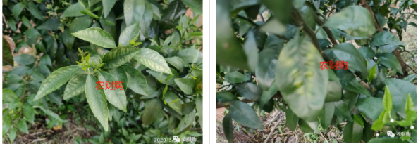 5个真实果园案例分析！下肥、保果、打药工作详解，对号入座