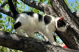 《动物农场》图片